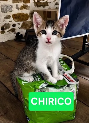 Adopter CHIRICO