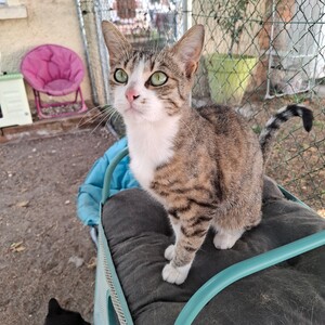 Adopter Borgia