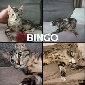 Adopter BINGO