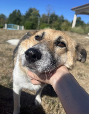Adopter Velora
