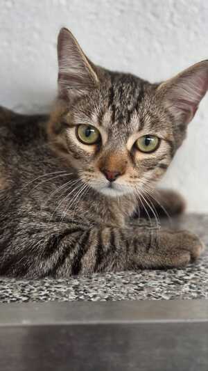 Adopter TITI
