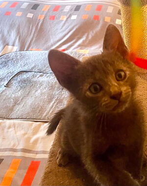 Adopter luffy