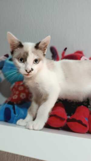 Adopter Dastin