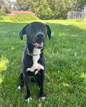 Adopter LEIA