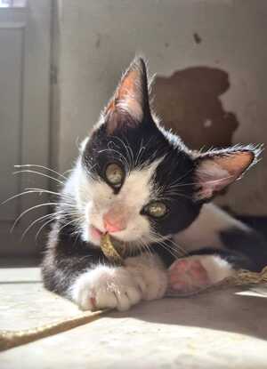 Adopter Shiny