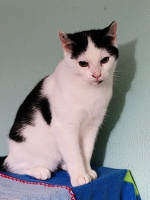 Adopter Amos