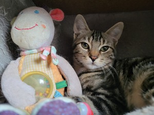 Adopter Boréal