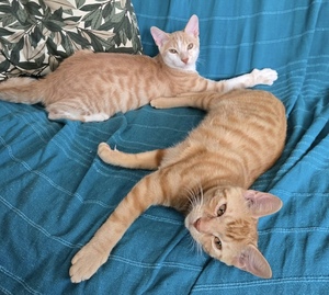 Adopter STINSON ET MOSBY