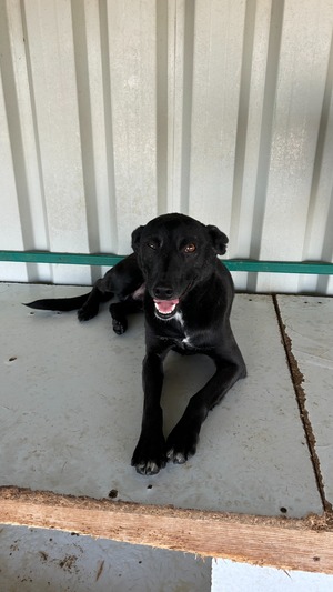 Adopter Negrut