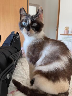 Adopter Mulan