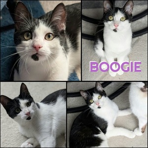 Adopter Boogie