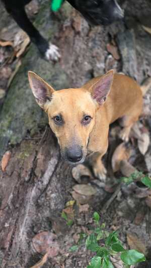 Adopter Dundee
