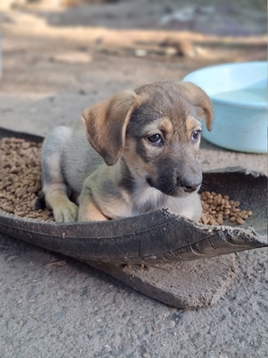 Adopter Reyna