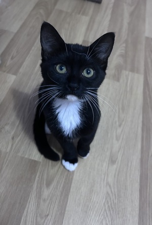 Adopter Nea et Zira