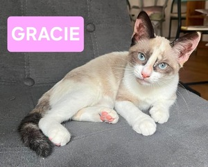 Adopter GRACIE