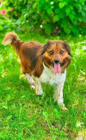 Adopter SUKI