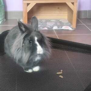 Adopter Milky