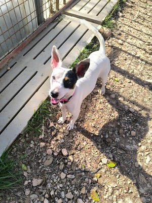 Adopter Paloma