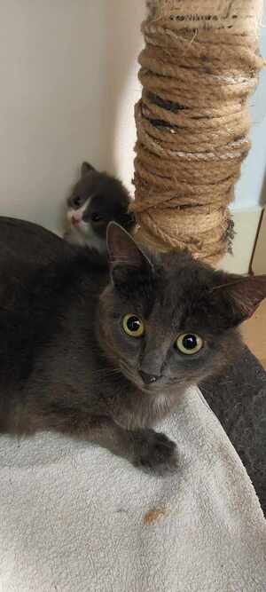 Adopter Australe