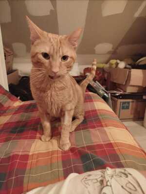 Adopter DAN