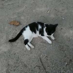 Adopter Domino