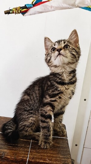 Adopter Zola
