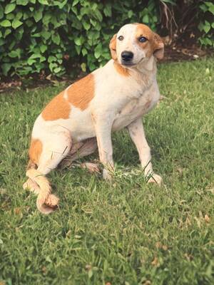 Adopter Savea