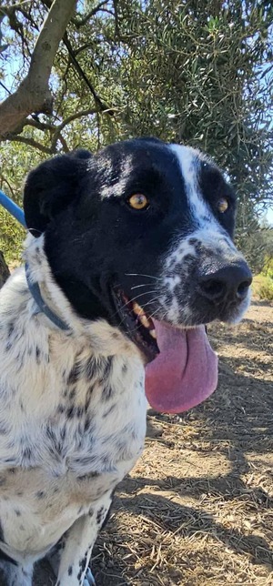 Adopter Auro