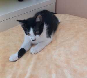 Adopter Bout'Chou