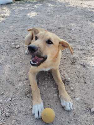 Adopter Cala