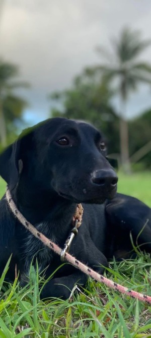 Adopter NEMO