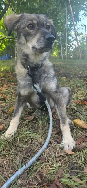 Adopter Cinder