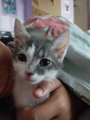 Adopter BREST 