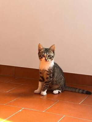 Adopter Bordeaux 