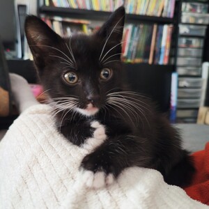Adopter Fripouille