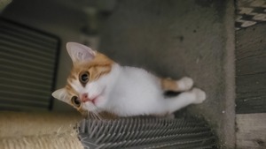 Adopter Bill