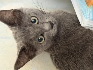 Adopter BOUCHON