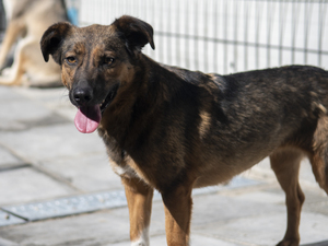 Adopter Cléa