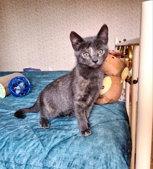 Adopter Salomé