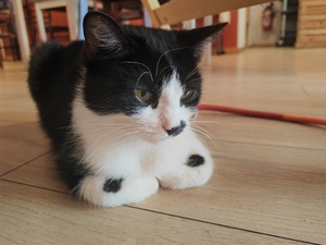Adopter Makita