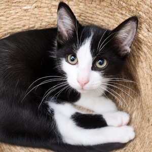Adopter TAHIN