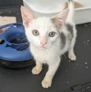 Adopter Bill