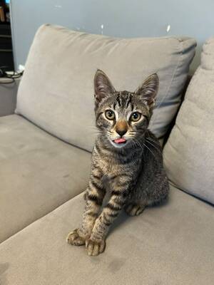 Adopter LUCKY