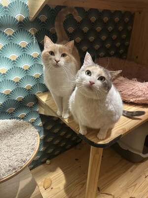 Adopter Timsit