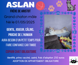 Adopter Aslan