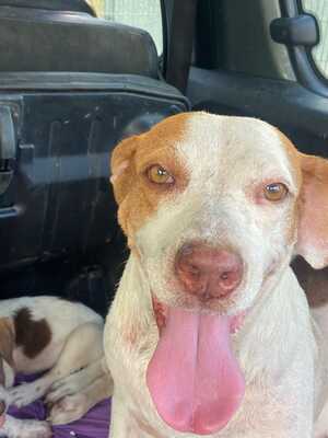 Adopter WAKA
