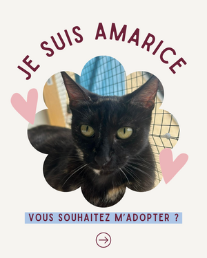 Adopter Amarice