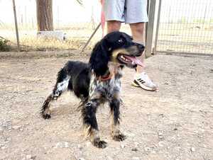 Adopter Kora 