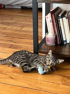 Adopter Bandit