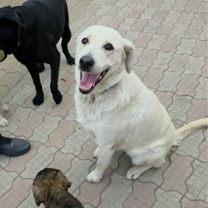 Adopter BELLA
